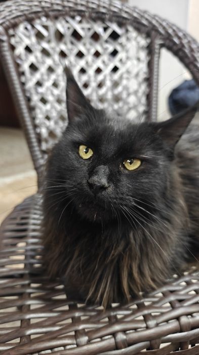 Кошка Мейнкун 2 года