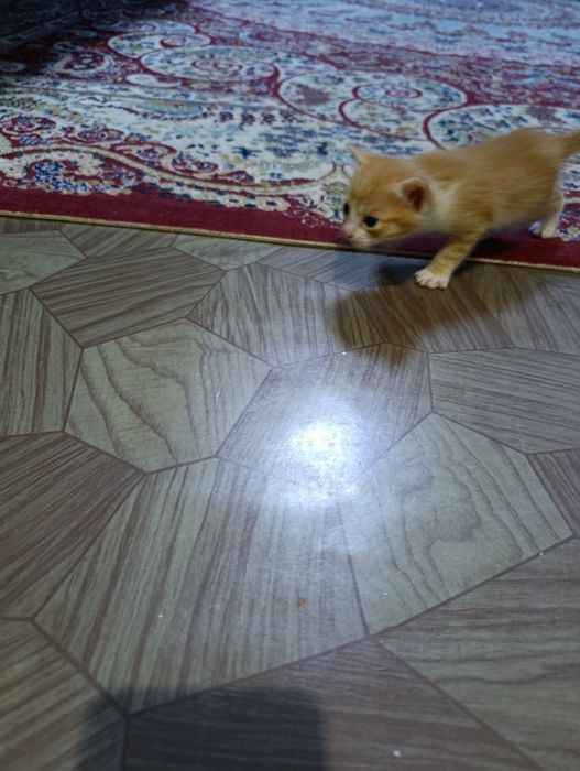 Отдам в хорошие руки котят