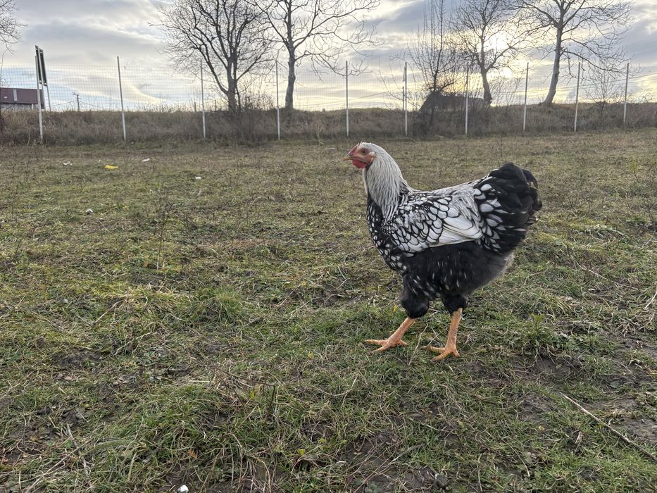 Vand cocosi rasa wyandotte argintiu/argintiu de 6 luni