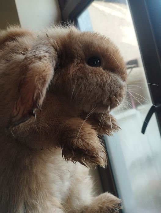 Куён барашка сотилади