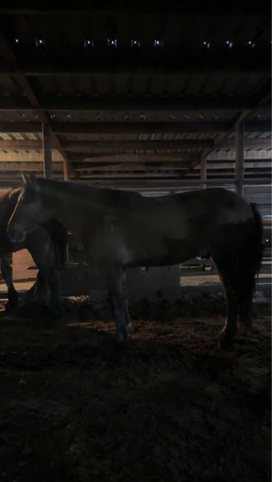 Айгыр  (мугалжар)