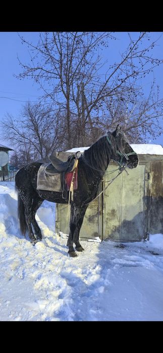Жеребец. Айгыр 5 лет