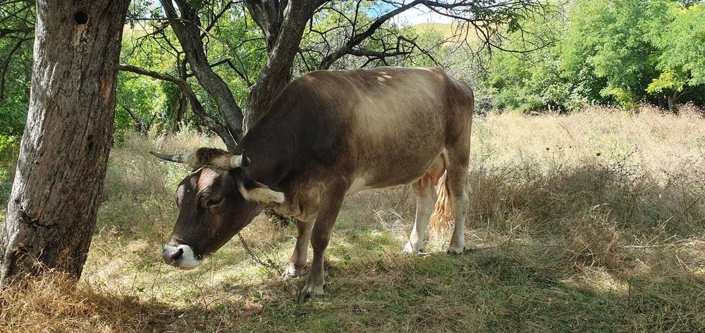 BOVINE - de vanzare vaca si vitel