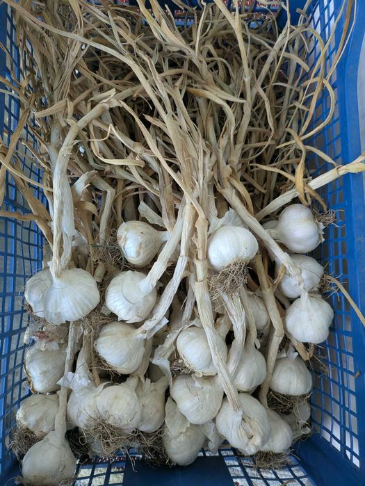 Usturoi, morcovi si varza plata pentru muraturi sau pentru animale