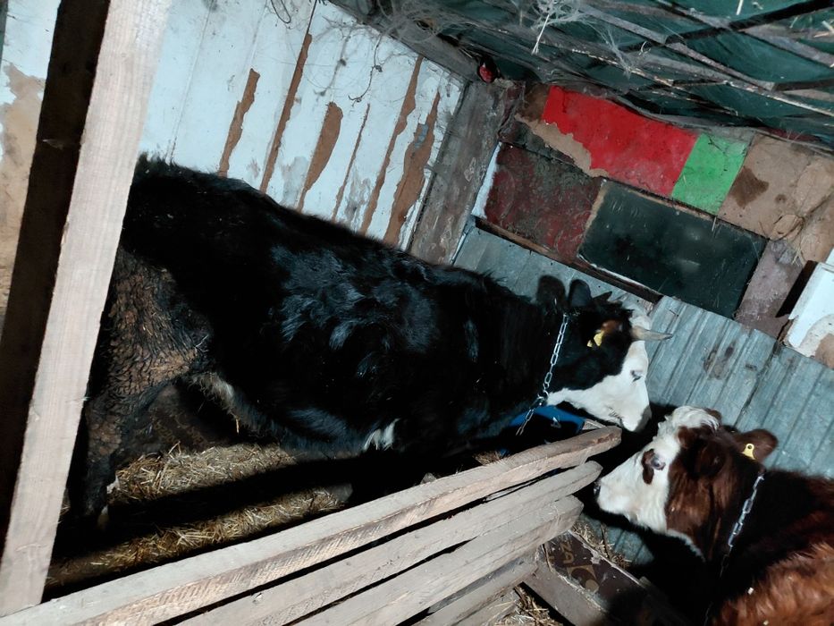 Сиыр, корова, крс