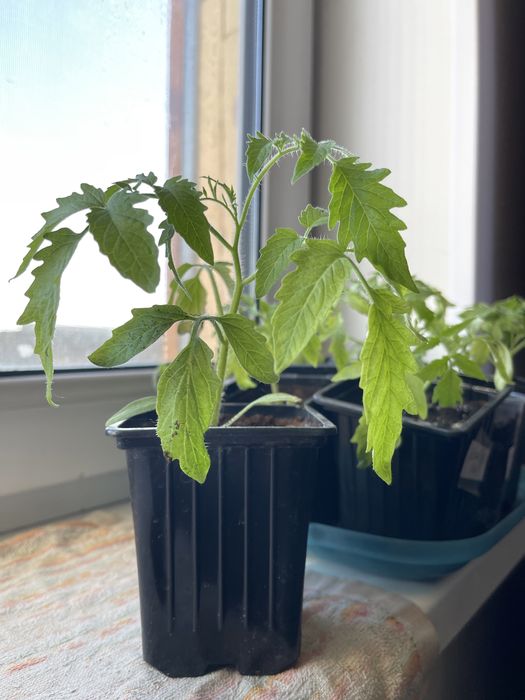 Рассада помидор для ТЕПЛИЦЫ