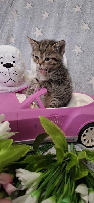 Британский котёнок девочка