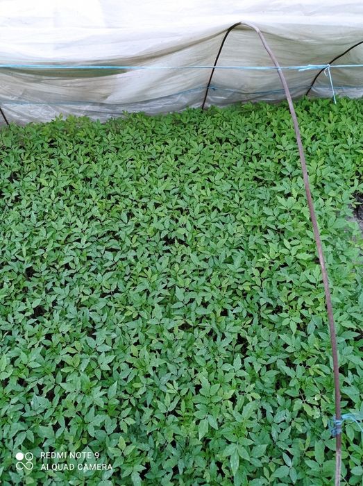 Помидор кучатлари сотилади нави ЧИНТО  F1  2200