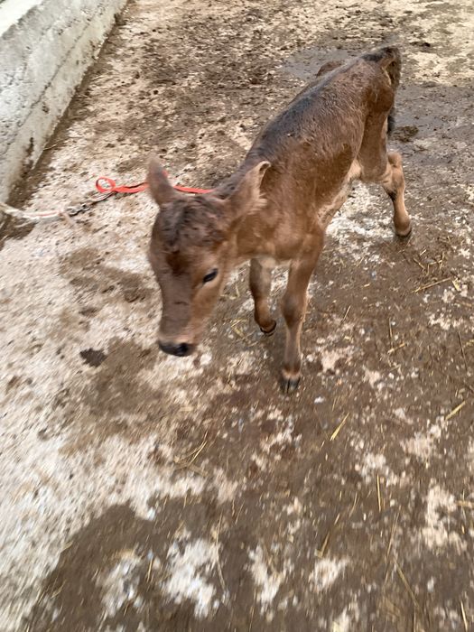 Ұрғашы бұзау бар