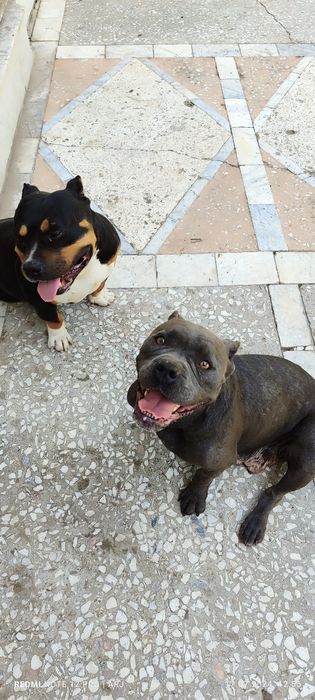 Американский Булли по кличке Тайсон