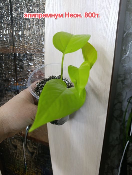 Эпипремнумы  и филодендрон