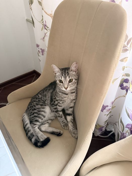 Кошка пародистый