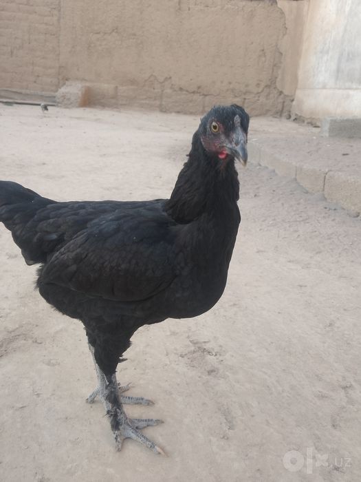 Bir par jaydari sotiladi