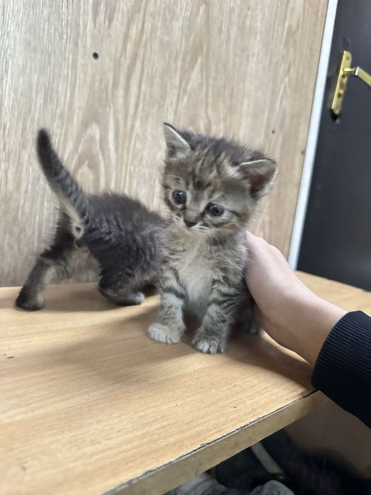 Милейшие котята