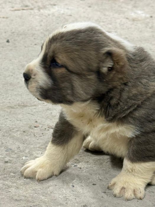 Продам щенков Алабая