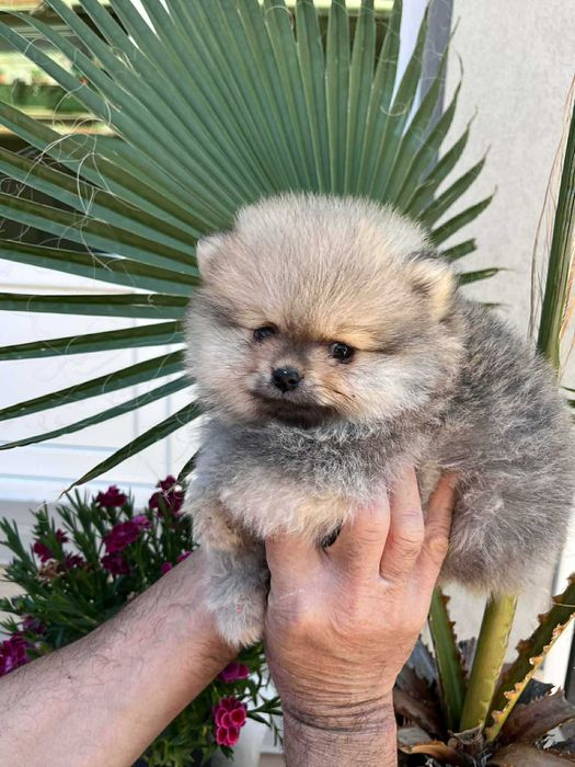 Мини пумеранчета