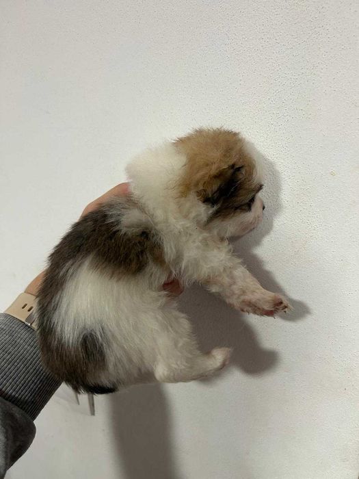 Мини шпиц Померан