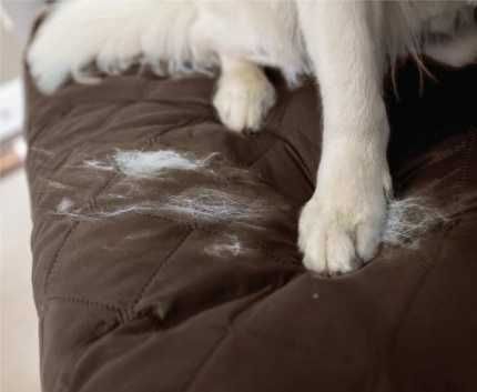 Husa de protecție pentru canapea – confort pentru animăluțul tău