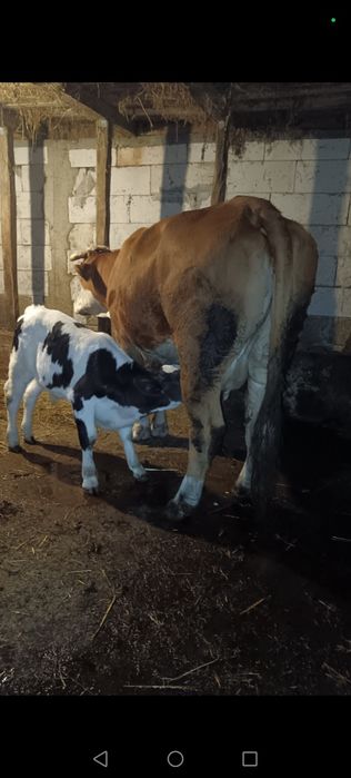 Vaca in vârstă de 5 ani