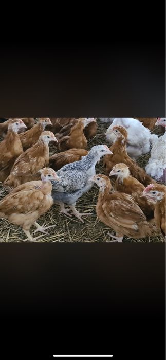 Pui de carne si Pui Mixt