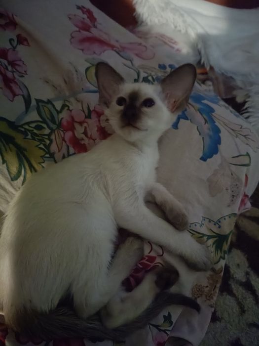 Котята ориентальной породы