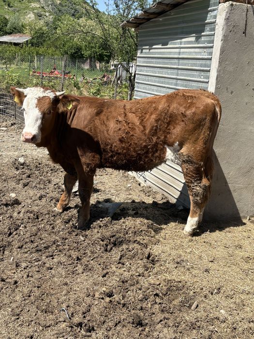 Vând juncă bălțată românească