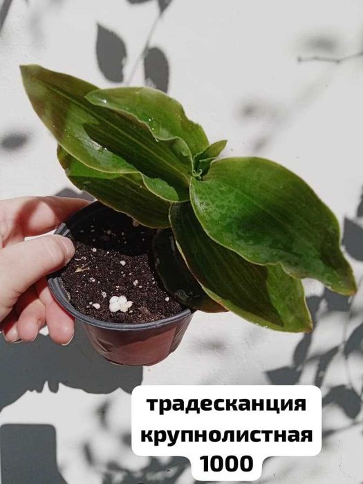комнатные растения. продажа
