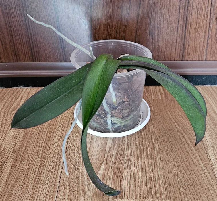 Орхидеи фаленопсис Black eye, Sogo Vivien, Bambula