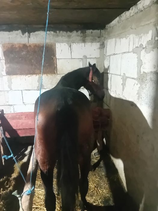 Iapă trapasă foarte cuminte