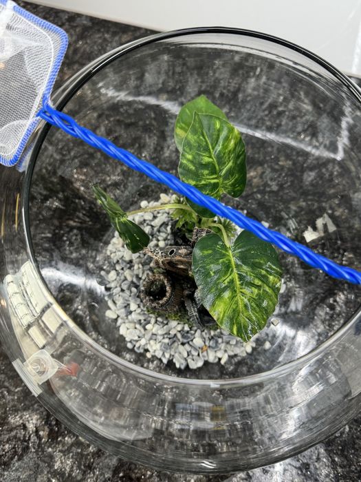 Acvariu decorativ pentru pesti