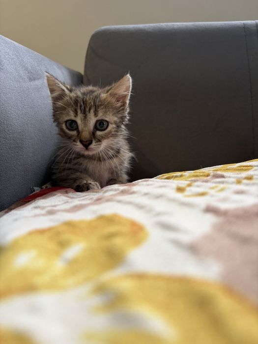 Котята  деврчки срочно ищут дом!