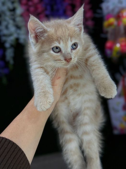 Котята британской породы продаём