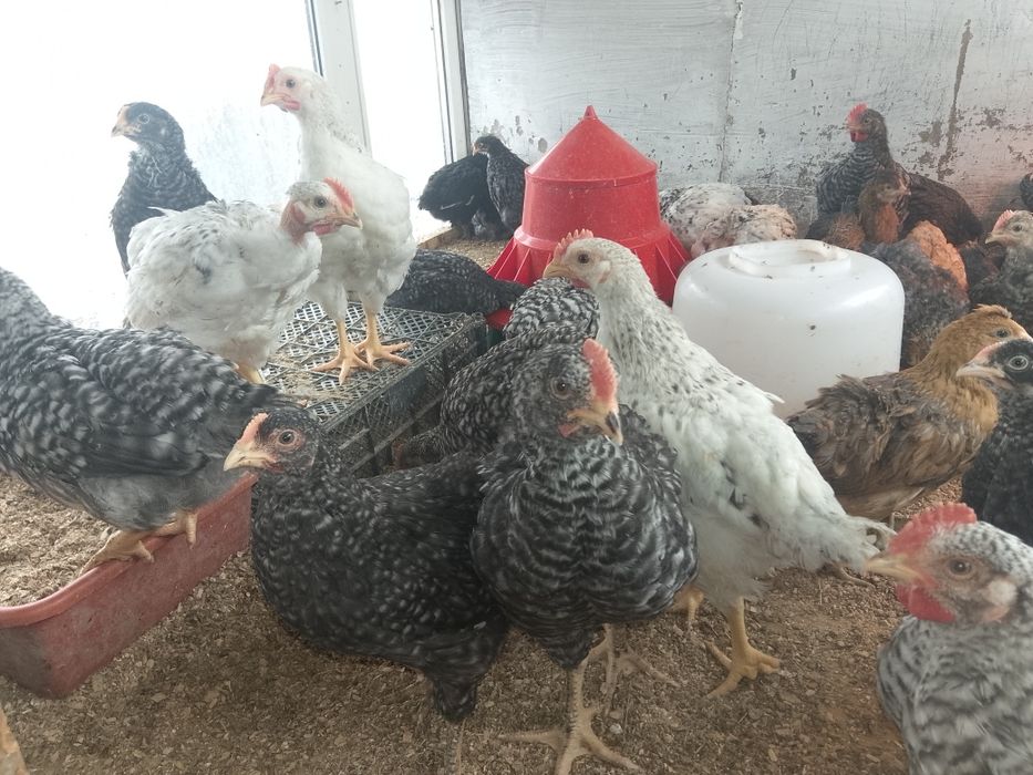 Продам домашних петушков