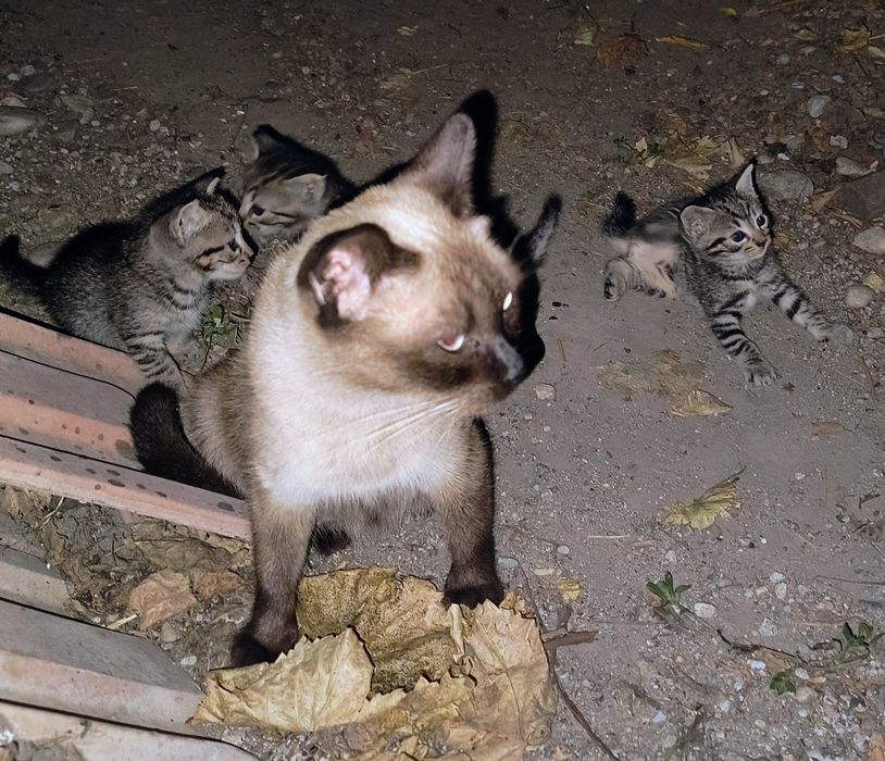 Pui pisica spre adoptie-gratis