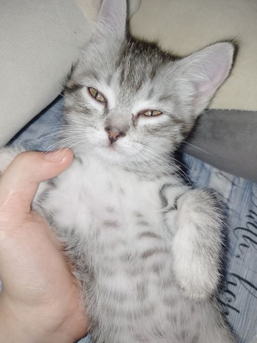 Продам шотландцев 3