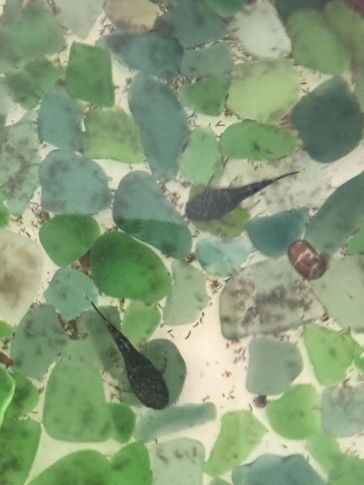 Продам аквариумные рыбки