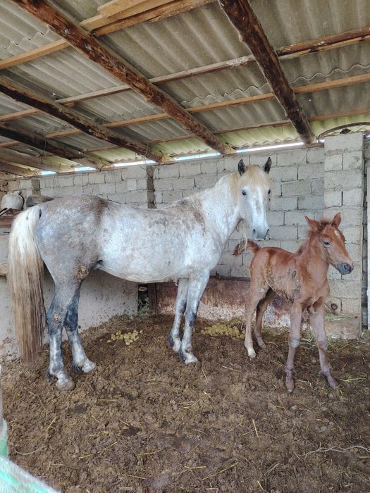 Құлынды бие сатылады