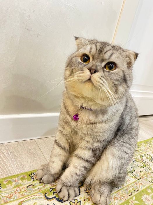 Кот приглашает для вязки самку