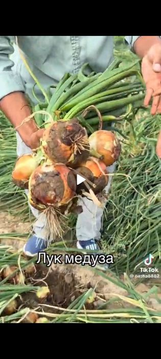 Лук бонус оригинал