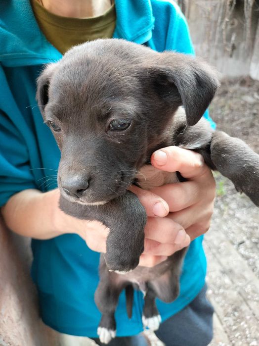 Щенки в добрые руки