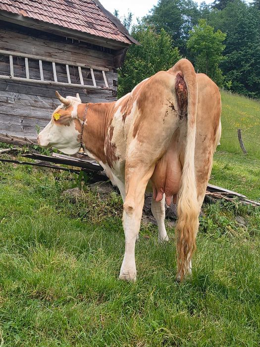 Vaca cu vițel de o săptămână