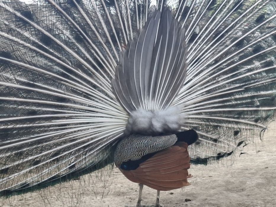 Павлин 7 лет 111111