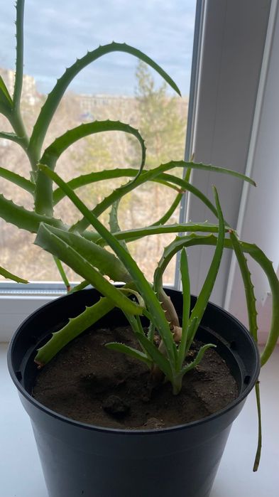 Продам алое лечебное