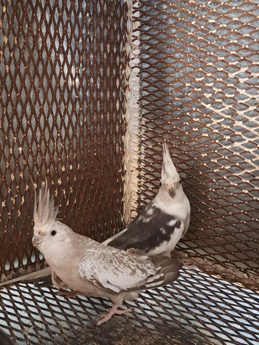 Pereche nimfe mature