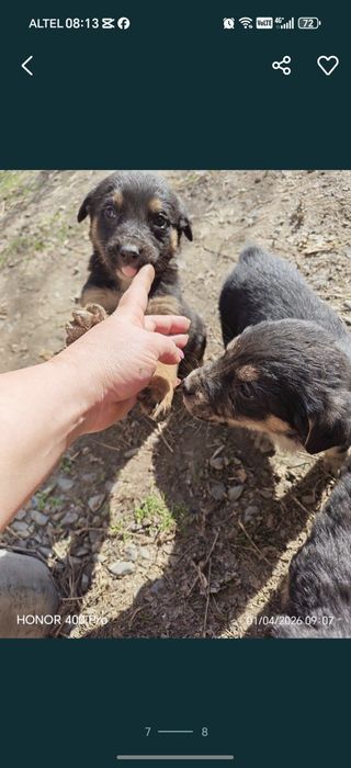 Отдам бесплатно щенков девочки