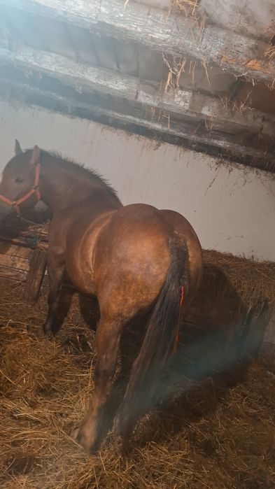 Iapa de vinzare de 8 anu cu minz de 3 luni jumate acte la zi