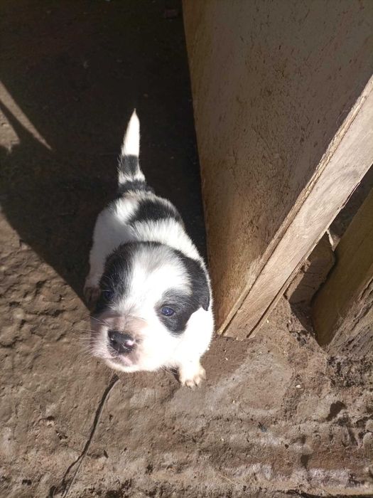 Подарявам малки кученца каракачанки