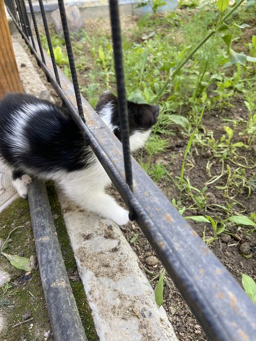 Отдам котенка в добрые руки