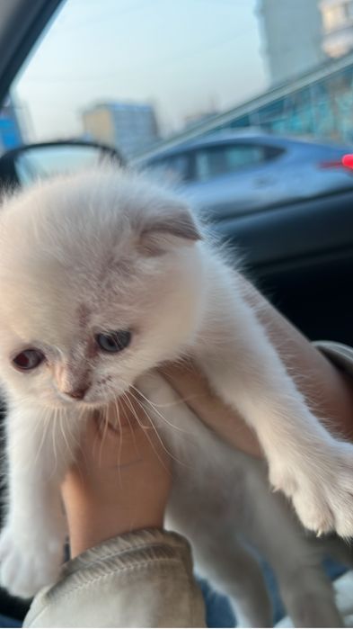 Продам котёнка девочка