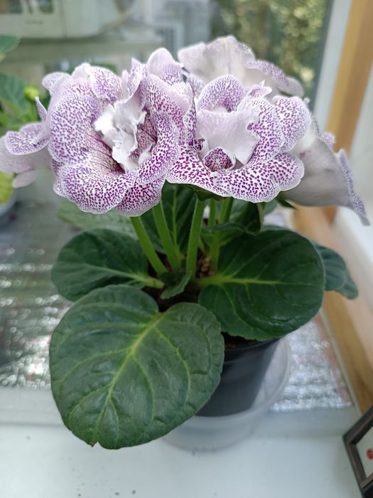 Глоксинии Мурена